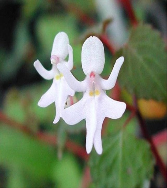 C:\Users\Home\Downloads\original-flowers_look_like_something_else_5_1.jpg
